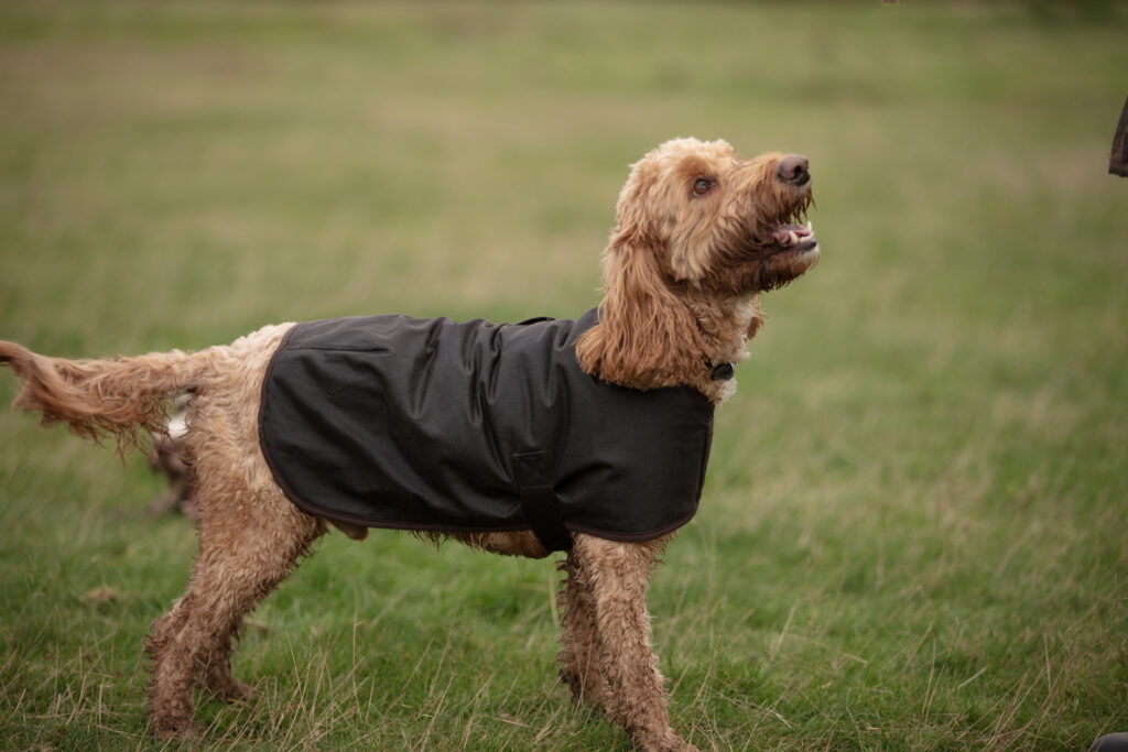 Dog wearing a wax jacket.