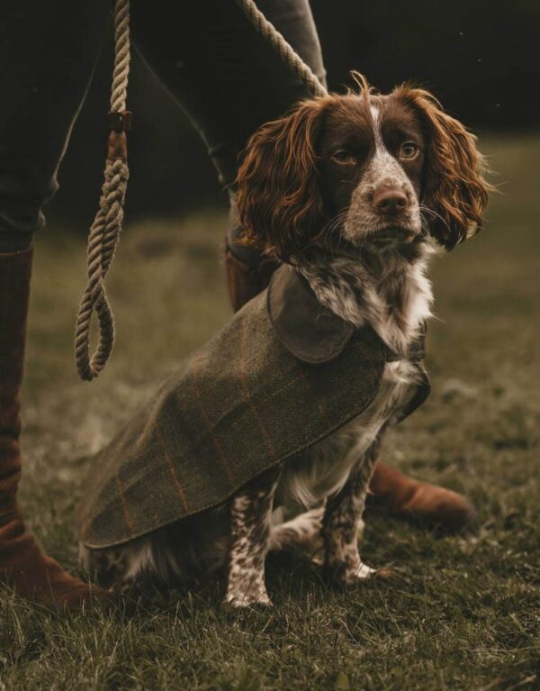 alfie-dog-coat-model.jpg